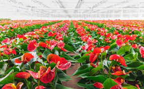 Anthurium Flower Farming Business plan in Hindi
